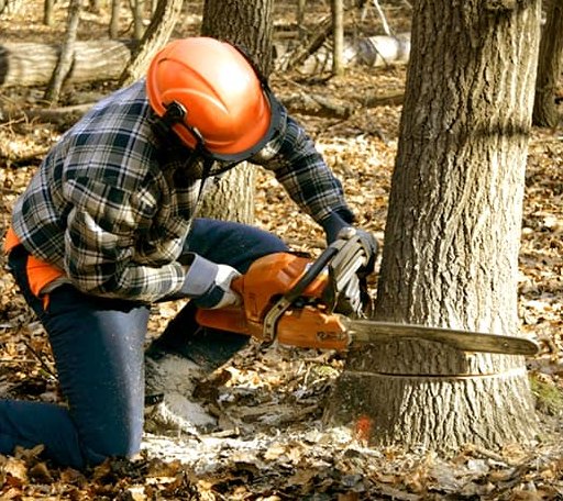 Tree Removal in Canon, GA